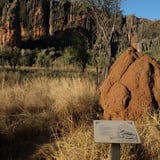 Termite mound