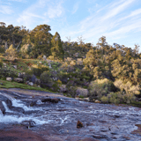 Wildflower Walk Hovea Falls Jfnp Travis Hayto
