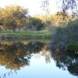 Corroborrees (important social and spiritual gatherings) were held in this area beside the deep "Mile Pool' - a highly significant place for the Ballardong Noongar people.