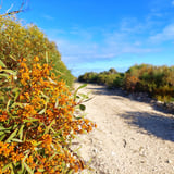 Heathland Walk Trail Yalgorup N P D B C A 1