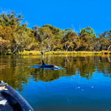 Dolphin Heron Trail Hero Image Chelle Fisher