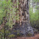 King Karri1 Donnelly River Bron Anderson