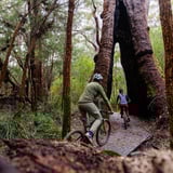 Fantasy Novel Ride Through Tree1 Giants Trails Credit Flow Mtb.jpg