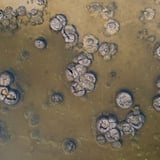 Aerial Thrombolites Lake Thetis Trail Cervantes Kstevens