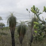 Grasstrees along trail