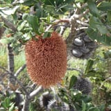 Lemann's banksia