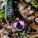 Resident Bobtail Lizard on the trail