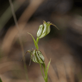 Sheoak2 Kondil Nannup Jane Pelusey Photography