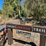 Karak Red Tail Trail2 Collie K.stevens