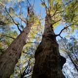 Ancient Myth Tinglebell4 Giants Trails Bron Anderson