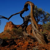 Vegetation on the trail