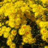 Wildflowers Woylie Trail Narrambeen Andrew Hide
