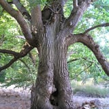 Old Oak Tree