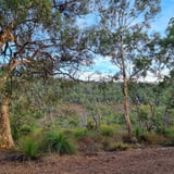 Honeyeater Hike Bungendore Park P H A V C 8