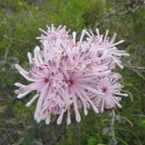 Petrophile