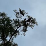 The Black Cockatoos love to feed on the nuts of the Jarrah trees