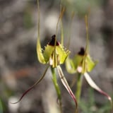 Brooking Street Reserve Trail Fringed Mantis Beverley