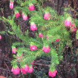 Mountain Bells