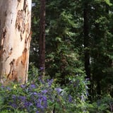 The Arboretum. Bron Anderson Dbca (8)