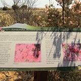 There are numerous signs along the trail with information about the many varieties of wildflowers that grow along the trail