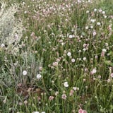 Wildflowers abound on this trail