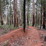 The Arboretum Spruce Bruce Roger That Bron Anderson Dbca