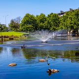 Black Swans, Claisebrook Village
