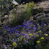 Breakway Foxes Lair 1