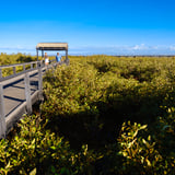 Carnarvon Mangroves Gallery Image 2