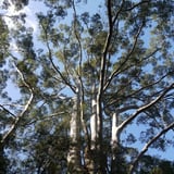 Harewood Forest Walk Trail