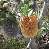 Lemann's banksia