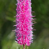 One of the many beautiful wildflowers of the Kalbarri gorge region. 