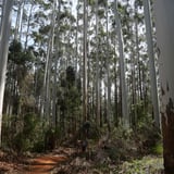 The Arboretum. Bron Anderson Dbca (10)