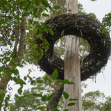 Understory2 Northcliffe Frances Andrijich