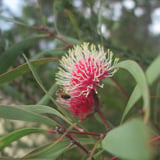 From April the bright pink flowers of the pincushion hakea are in bloom