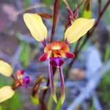 Orchid Harvey Wildflower Ridge Walk
