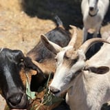 Goats at the Local Goat Cheese Farm