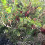 One sided bottlebrush