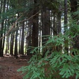 The Arboretum. Bron Anderson Dbca (4)
