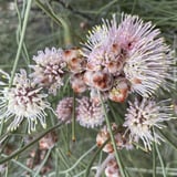 One of the many hakea species in the region