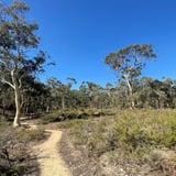 Little Eagle Wandoo J F N P D B C A