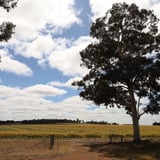 Collie Darkan Rail Trail Dardadine Section Farmland K Chia