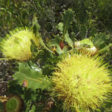 Banksia heliantha