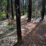 The Arboretum. Bron Anderson Dbca (6)