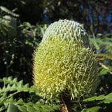 Showy Banksia (Banksia speciosa)