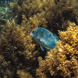 Little Salmon Bay Snorkel Trail (8)