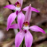 Fairy Orchids Pultanaea Trail A Johnson