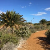Beautiful Zamias along the trail.