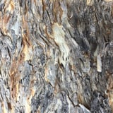Bark of wandoo