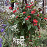 The Arboretum Wildflowers Bron Andersondbca (3)